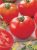 Tomatoes Relight F1