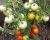 Tomatoes Amur bole