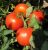 Tomatoes Early Dubinin