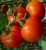 Tomatoes Chinese early