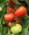 Tomatoes Peremoga