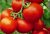 Tomatoes Polar explorer