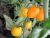 Tomatoes Orange cream