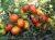 Tomatoes Russian Hero