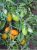 Tomatoes Golden stream