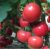 Tomatoes Pinky F1