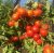 Tomatoes Semko 2003