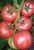 Tomatoes Rose F1