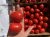 Tomatoes Rapita F1