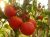 Tomatoes Izobilnyi F1