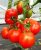 Tomatoes Debut F1