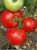 Tomatoes Myrsini F1