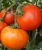 Tomatoes Elegro F1