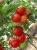 Tomatoes Marissa F1