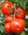 Tomatoes Enigma F1