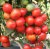 Tomatoes Saxo F1