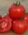 Tomatoes Shannon F1