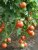 Tomatoes Beek Beef F1