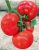 Tomatoes Malika F1