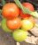 Tomatoes Belaviza F1