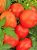 Tomatoes Kremenchug