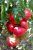 Tomatoes Pink Giant
