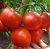 Tomatoes Gravitet F1