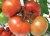 Tomatoes Grod F1