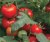 Tomatoes Ivet F1