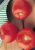 Tomatoes Calista F1