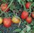 Tomatoes Rom F1