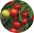 Tomatoes Silhouette F1