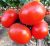 Tomatoes Trivet F1