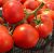 Tomatoes Fantastina F1