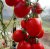 Tomatoes Rio Fuego