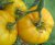Tomatoes Altai yellow