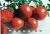 Tomatoes Carmelita F1