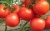 Tomatoes Cornelia F1