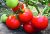 Tomatoes Haiduk F1