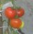 Tomatoes Hybrid number 35