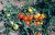 Tomatoes Cinderella F1