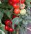 Tomatoes Yesenia F1