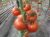 Tomatoes Abigail F1