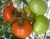 Tomatoes Admira F1