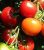 Tomatoes Adonis F1