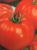 Tomatoes Aida F1