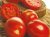 Tomatoes Aisha F1