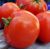 Tomatoes Scarlet Dawn F1