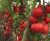 Tomatoes Scarlet Caravel F1