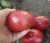 Tomatoes Altai Pink